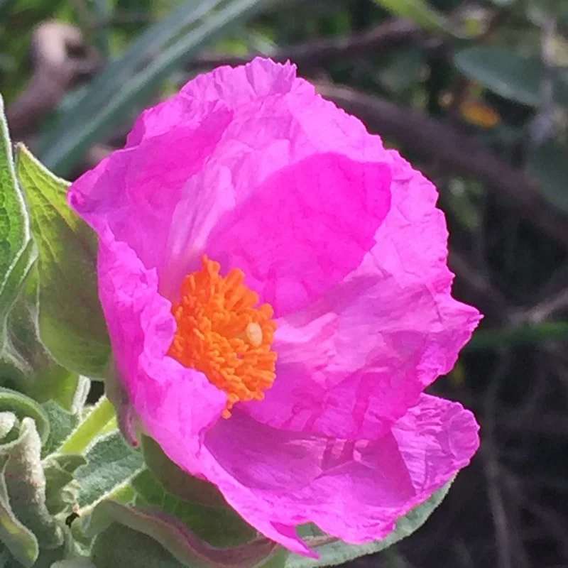 Cistus.jpg