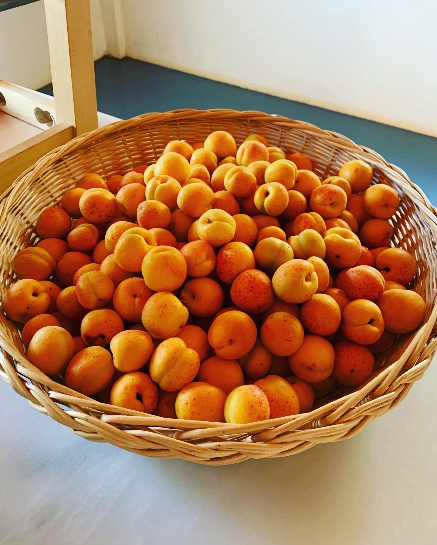 apricot.jpeg