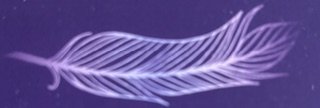 A close-up of a purple feather against a dark background.