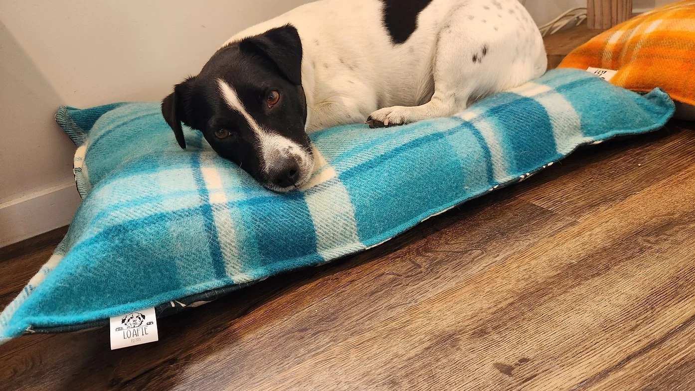 cushion bed.jpg