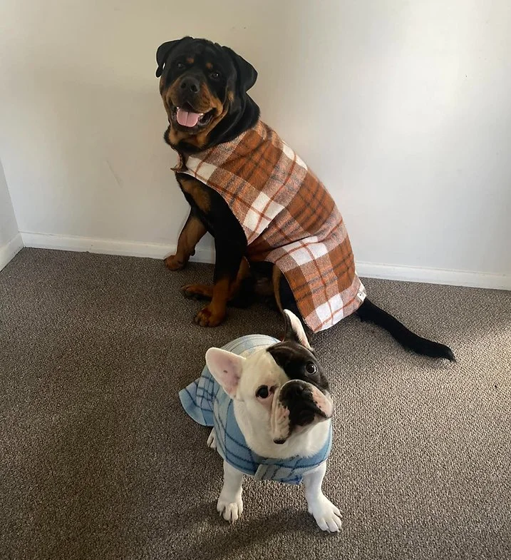 rottie.jpg