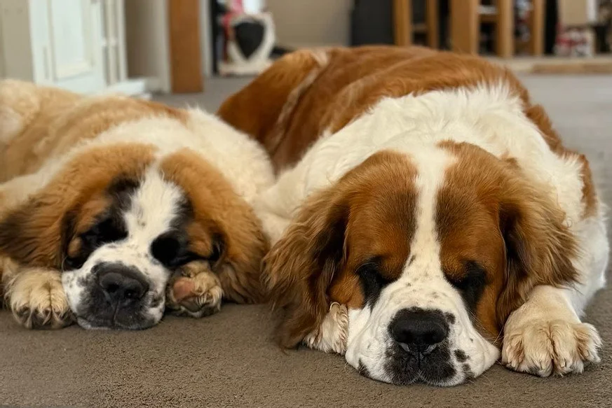 Two English Bulldogs lie peacefully on the floor, resting with eyes closed.
