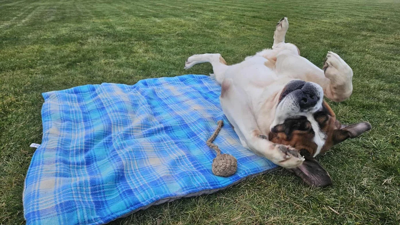 Giant bed.jpeg