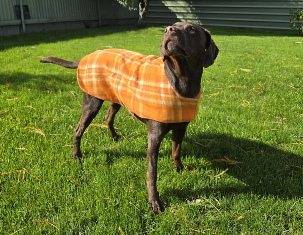 Nz Wool Dog Coat