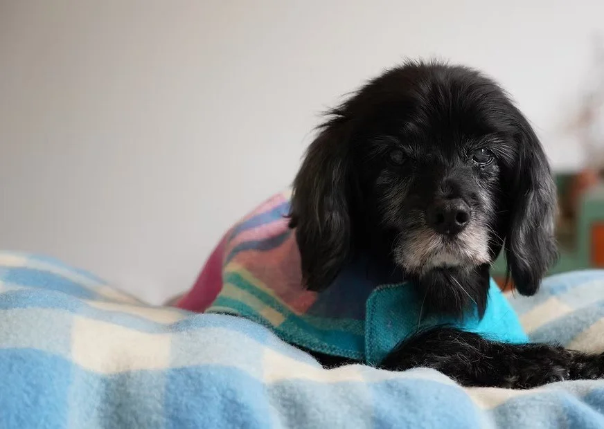 A black dog with long ears lying on a colorful blanket.