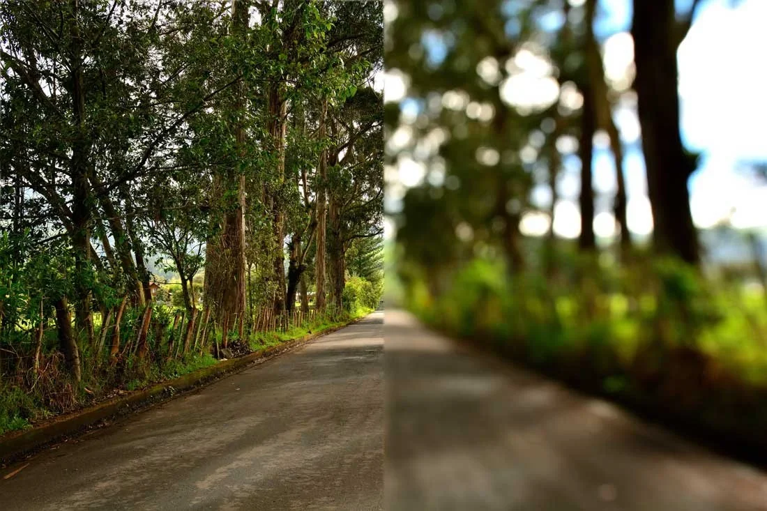 Side-by-side comparison of a clear and a blurred photo of a tree-lined road.