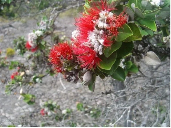 LehuaFlower.jpeg