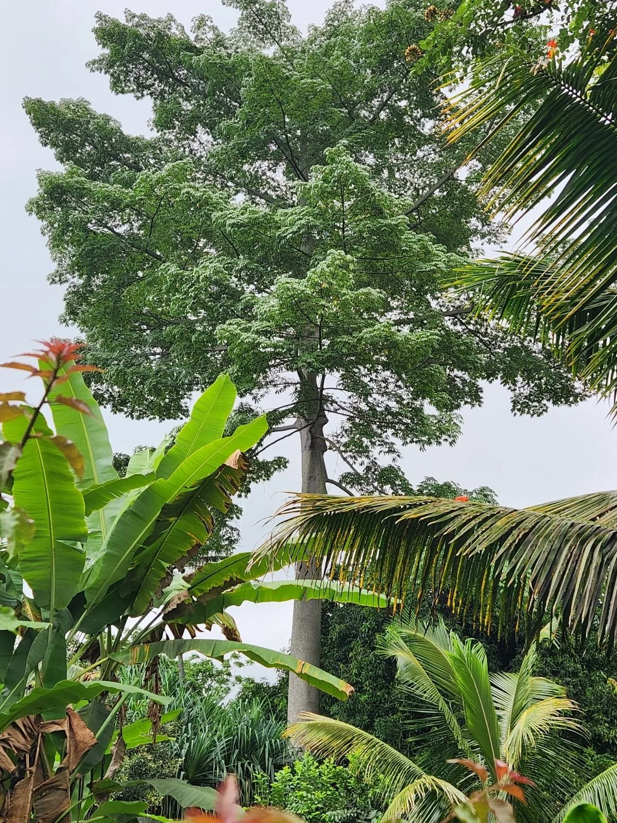 Lush tropical landscaping at New Thought Center of Hawaiʻi grounds in Kealakekua
