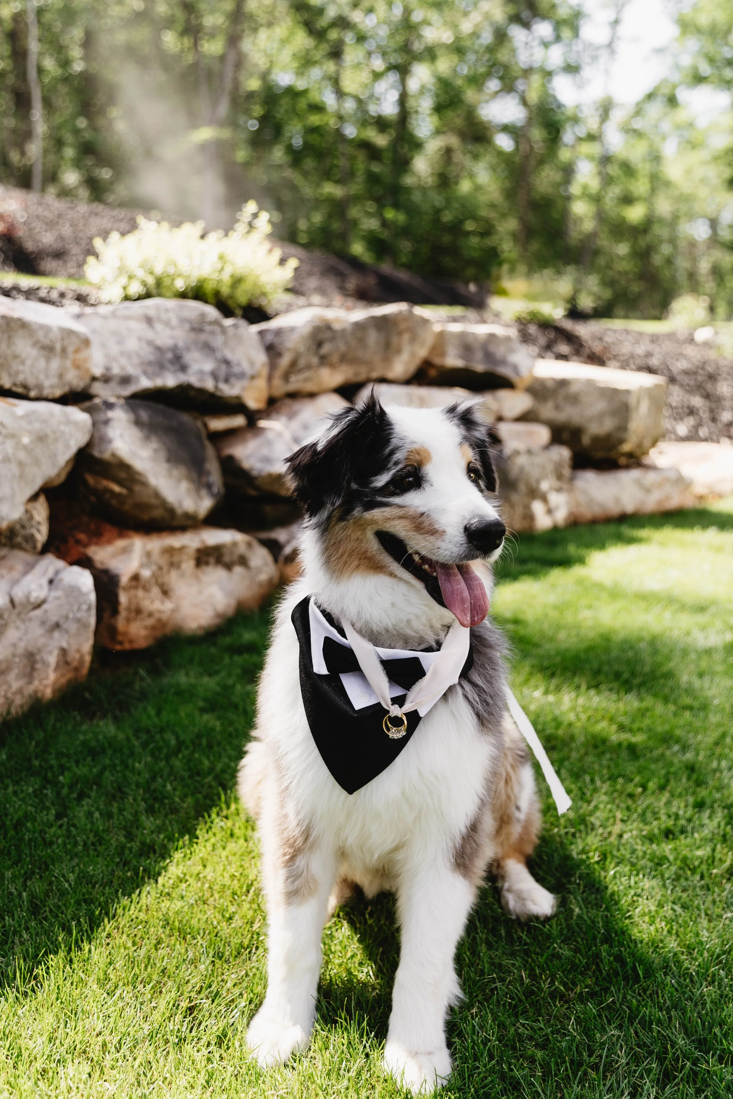 A happy Australian Shepherd puppy wearing a black and white bow tie sitting on green grass in a sunny yard with a stone wall and trees in the background.