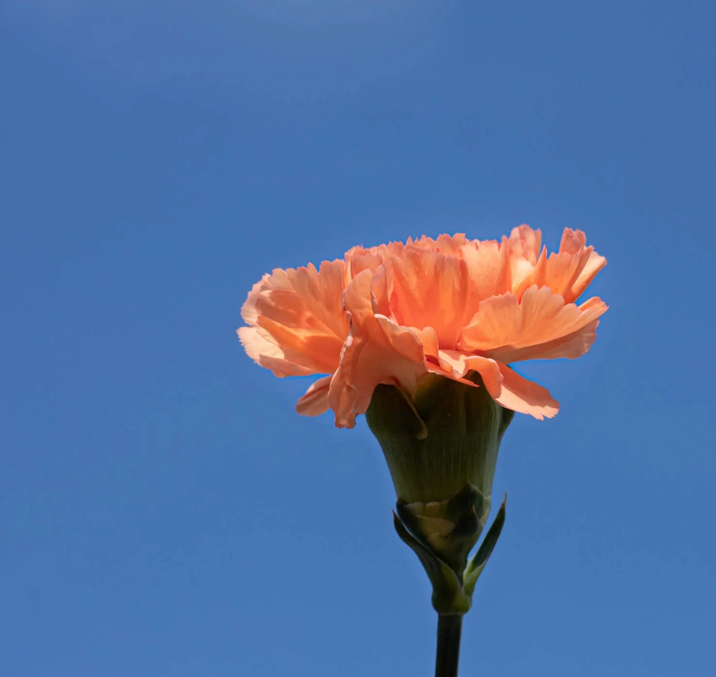 A peach-colored carnation flower blooming on a dark green stem against a clear blue sky.