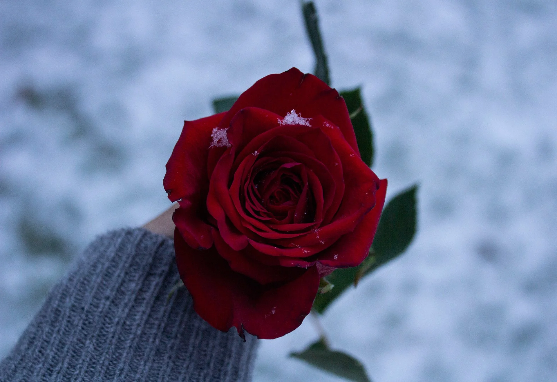 Person holding a red rose with snow on its petals, wearing a gray sweater, outdoors on a snowy day.