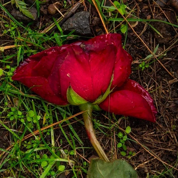 A fallen red rose with some green leaves on the ground amidst grass and soil.