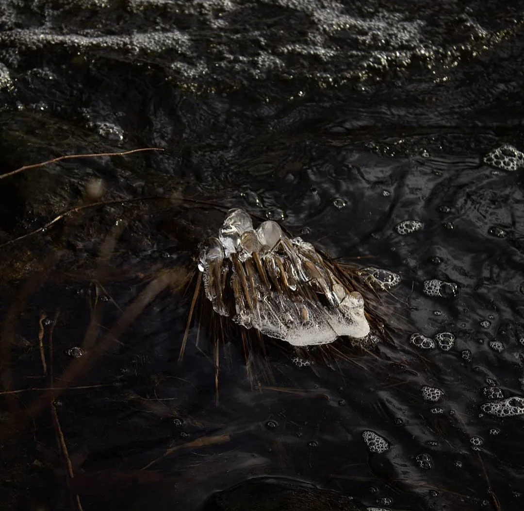 Ice-covered plant or reed floating on dark water with bubbles and foam. taken at the waterfall in ringwood manor park in new jersey