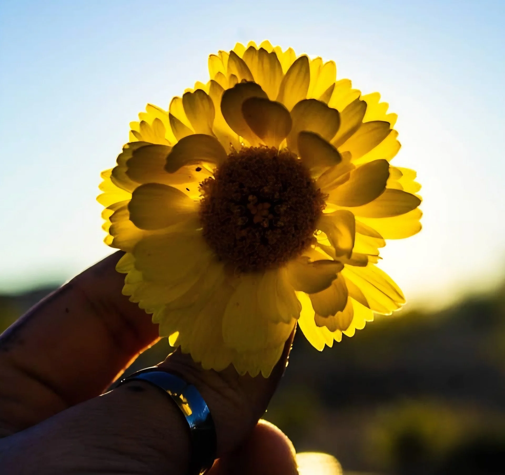 Close-up of a yellow flower held by a hand against a bright, clear sky at sunset.