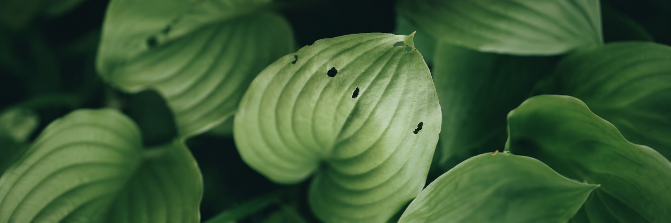 The Head, Heart and Body Framework: A Whole Person Approach to Healing