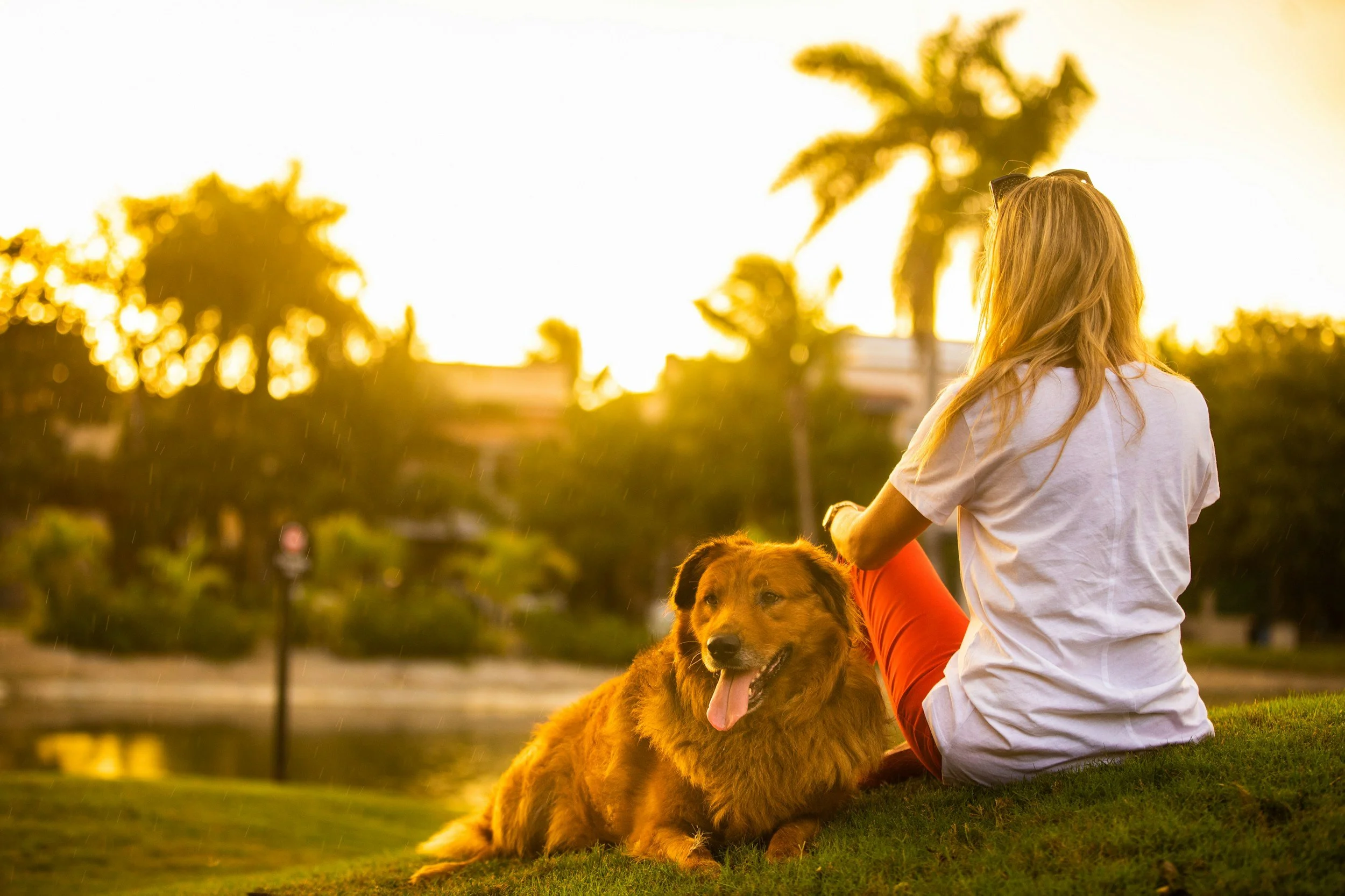 A woman with long blonde hair sitting on grass with a large brown dog during sunset, with trees and a park in the background.