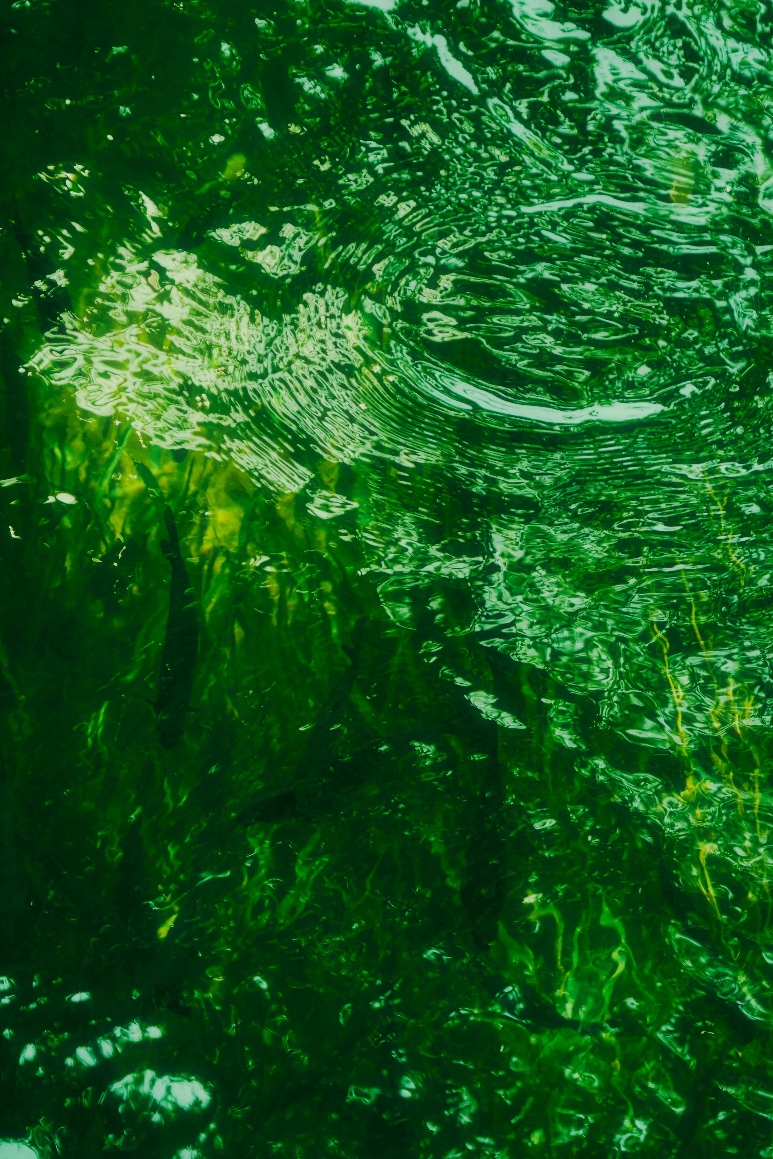 Close-up of a green, rippling water surface with sunlight reflecting off it.