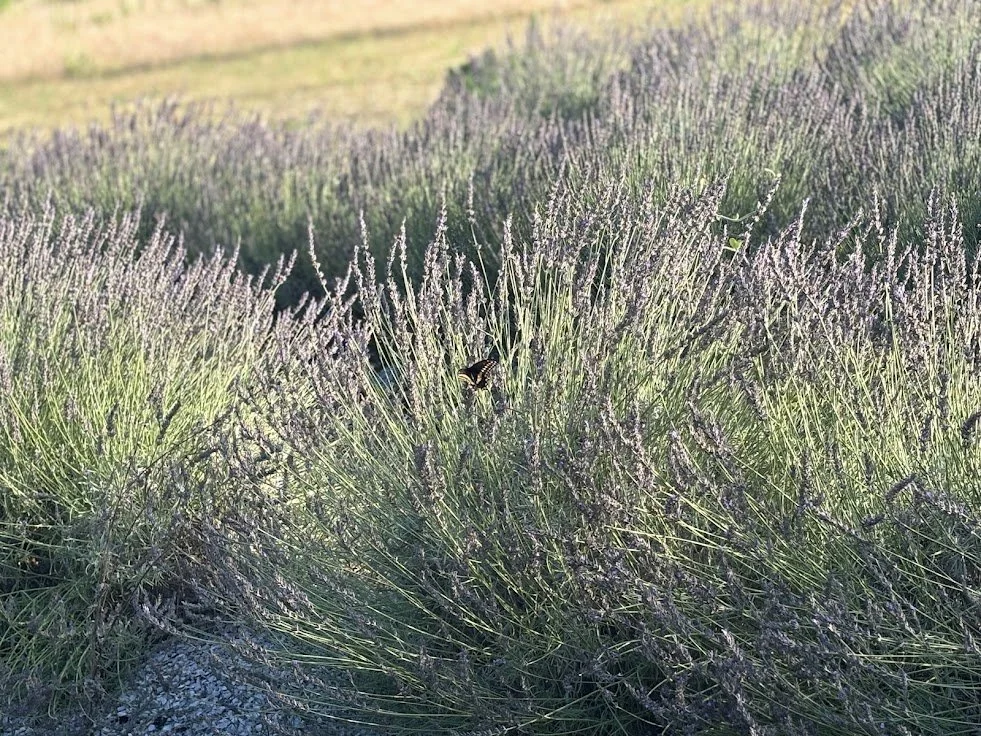 lfff_lavender_butterfly.jpg