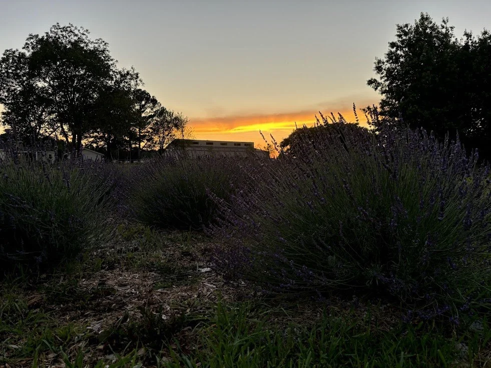lfff_sunset.jpg