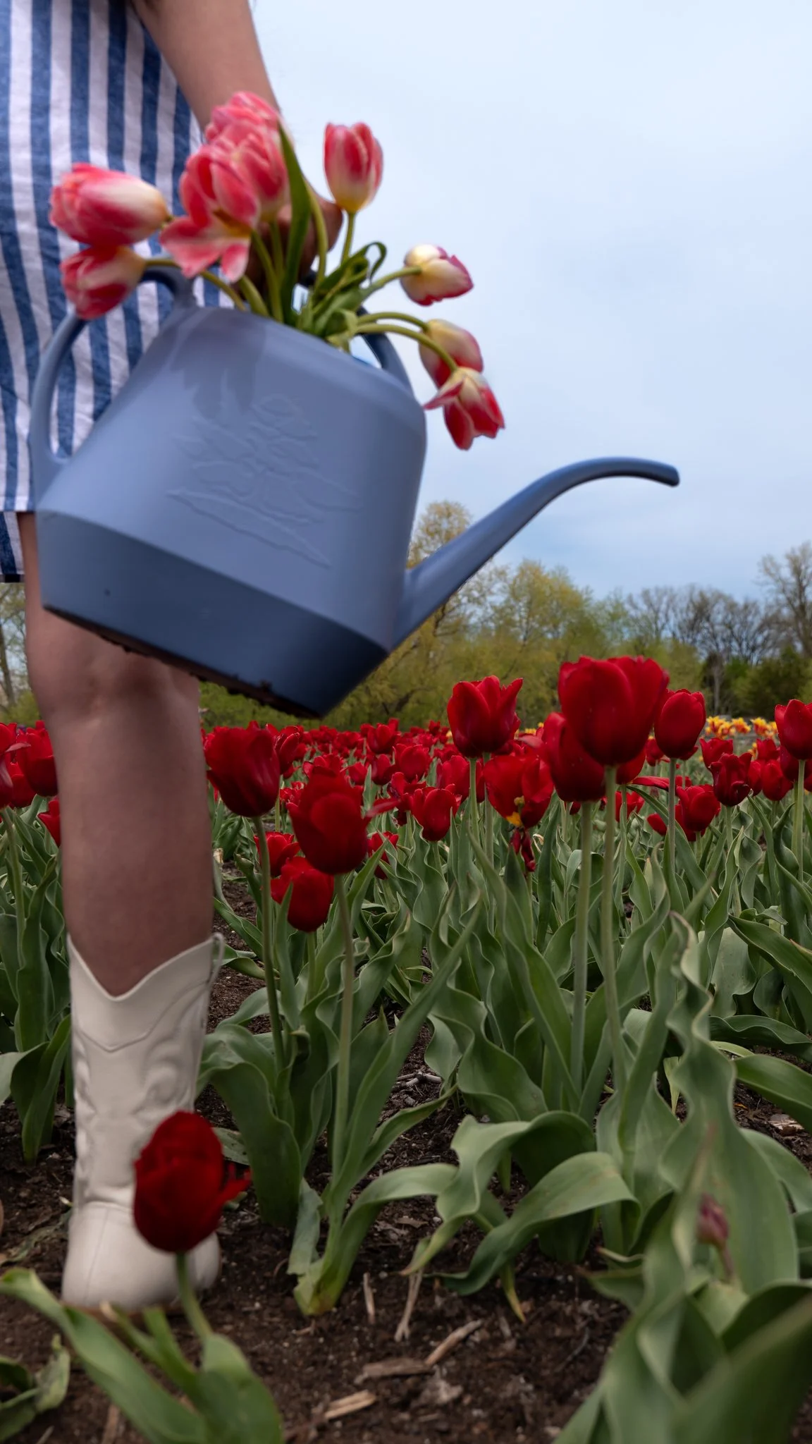Person watering red tulips in a field, wearing white shoes and a striped shirt, with trees and a cloudy sky in the background.