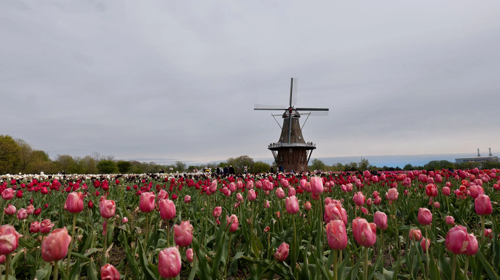 A traditional windmill surrounded by a vibrant field of pink tulips, with a cloudy sky and trees in the background.