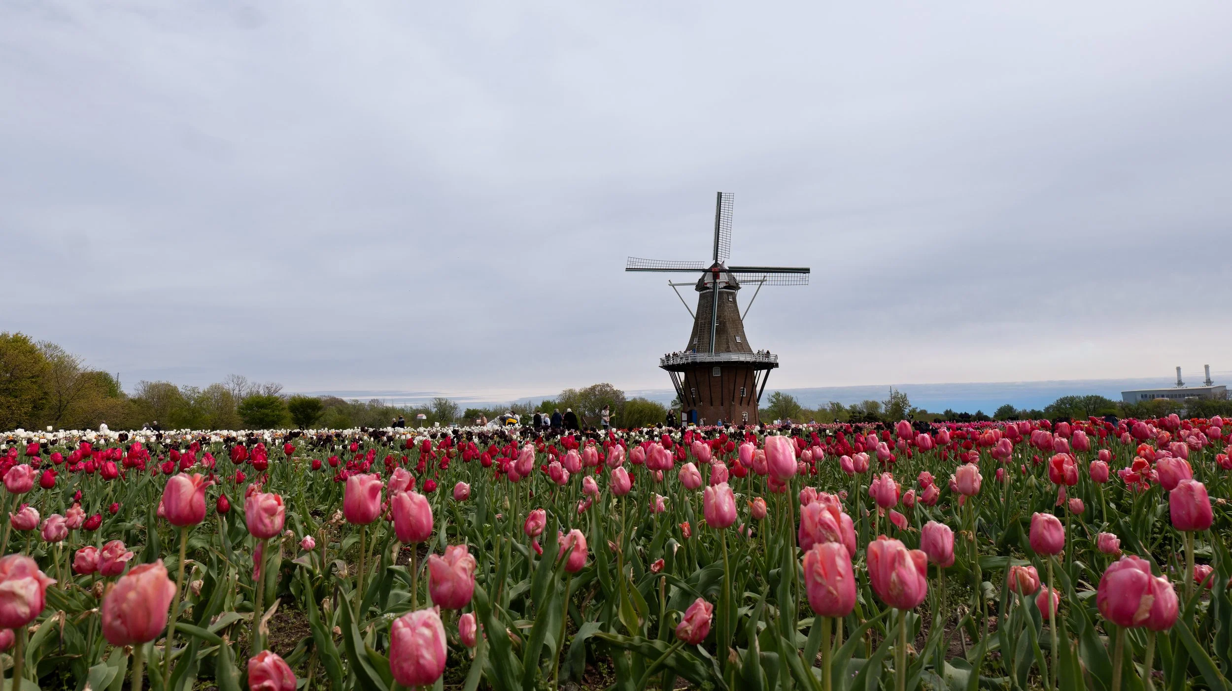 A field of pink and white tulips with a Dutch-style windmill in the background, under a cloudy sky.