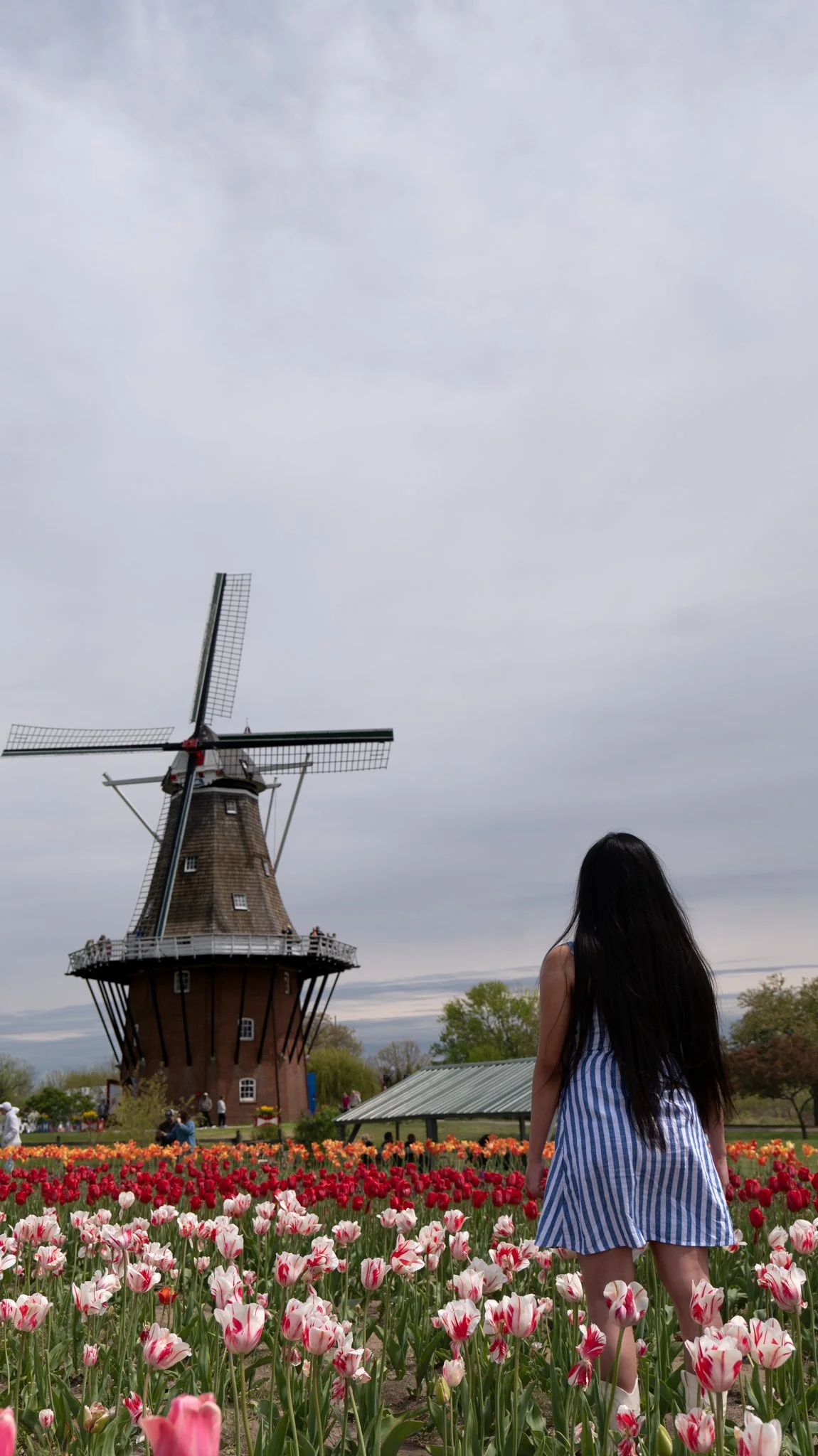 A woman with long black hair in a blue and white striped dress looking at a traditional European windmill surrounded by colorful tulips.