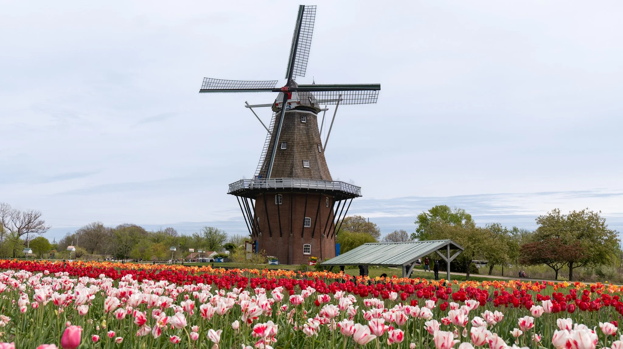 A traditional Dutch-style windmill surrounded by a colorful tulip garden and a park with trees and walking paths.