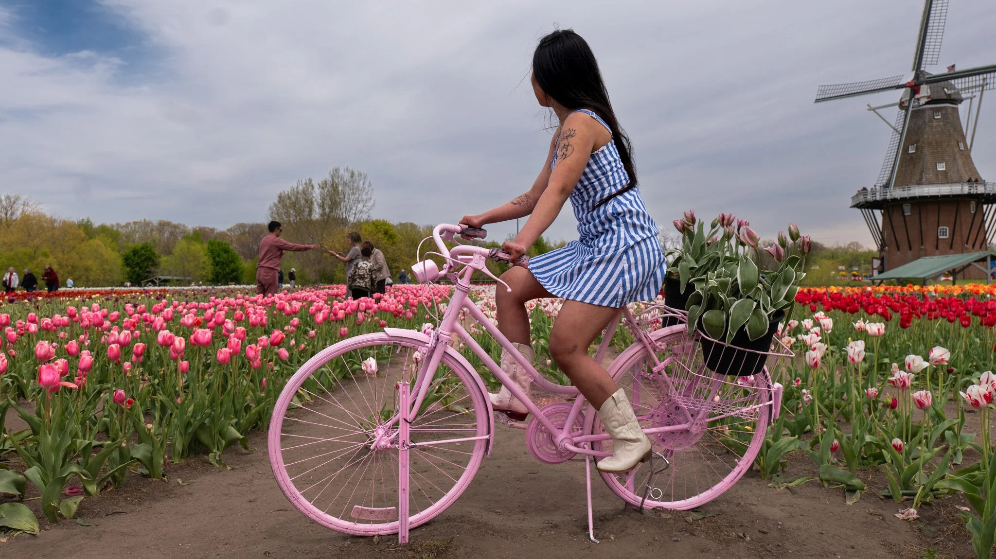 A woman in a blue and white checkered dress riding a pink bicycle with a basket of tulips through a field of pink and white tulips near a large brick windmill.