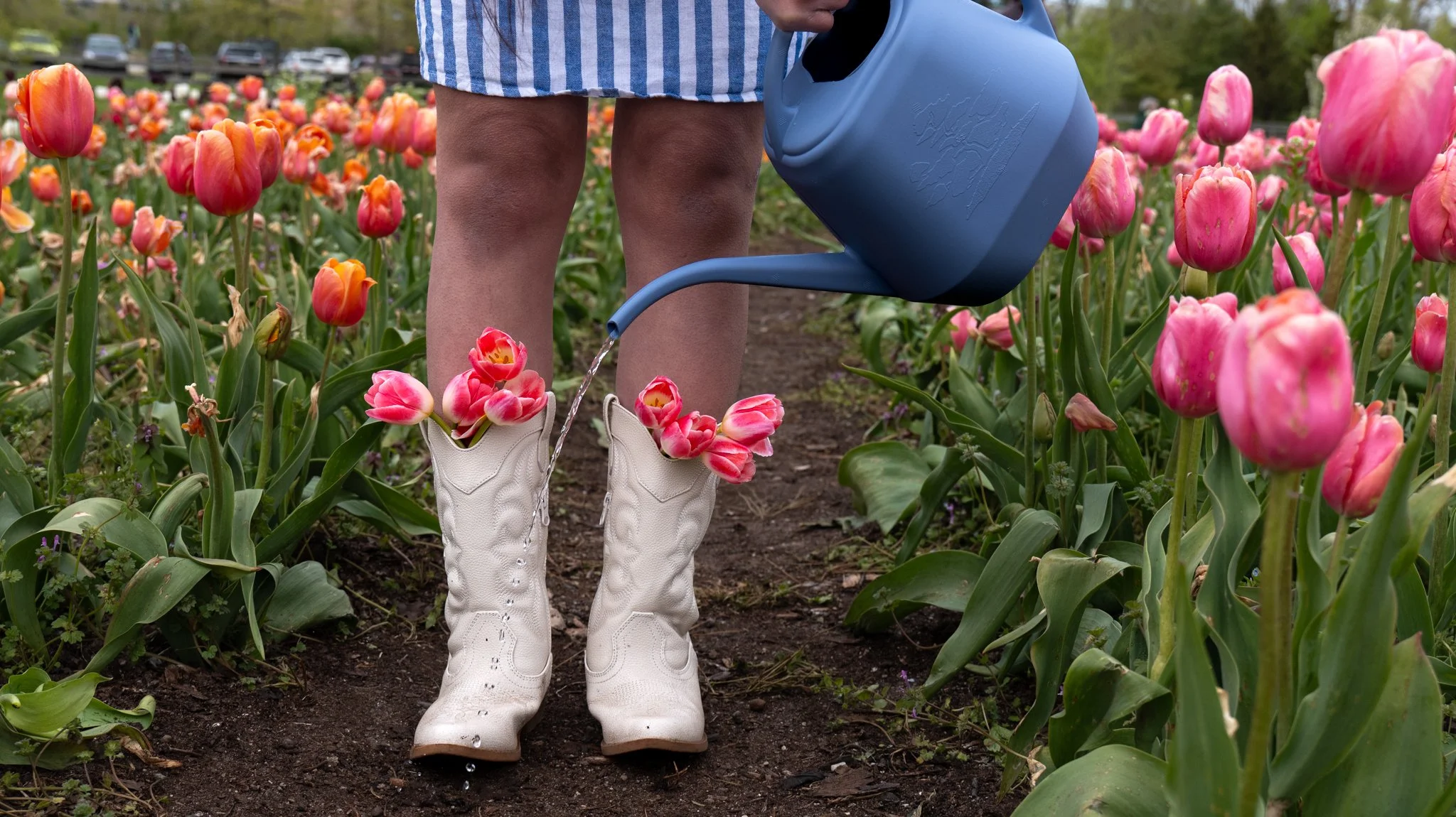 Person wearing white boots standing in a tulip field, watering pink and orange tulips, with parking lot and trees in the background.