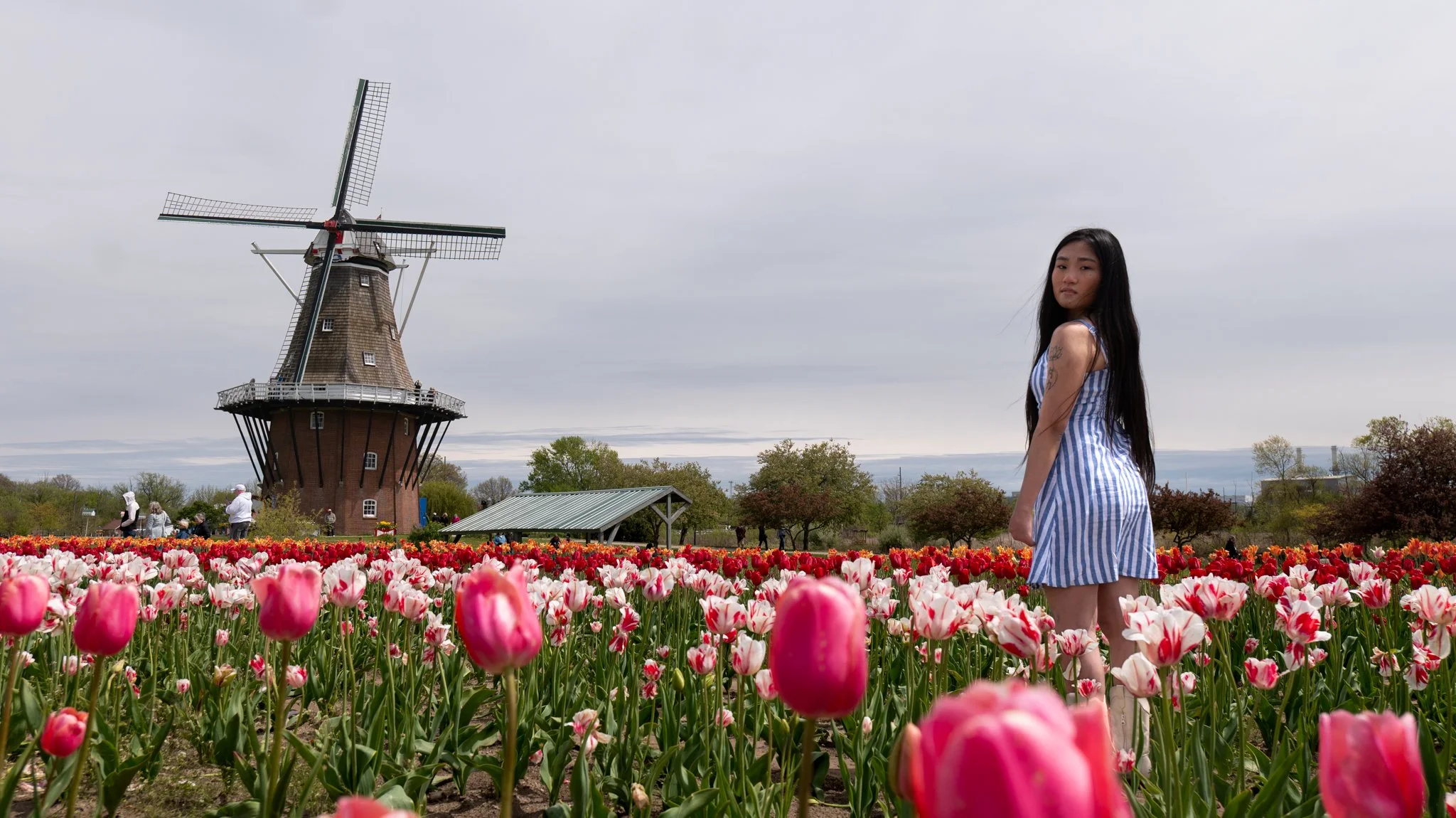 A young woman with long dark hair in a blue and white striped dress standing in a field of pink and white tulips, with a windmill and cloudy sky in the background.