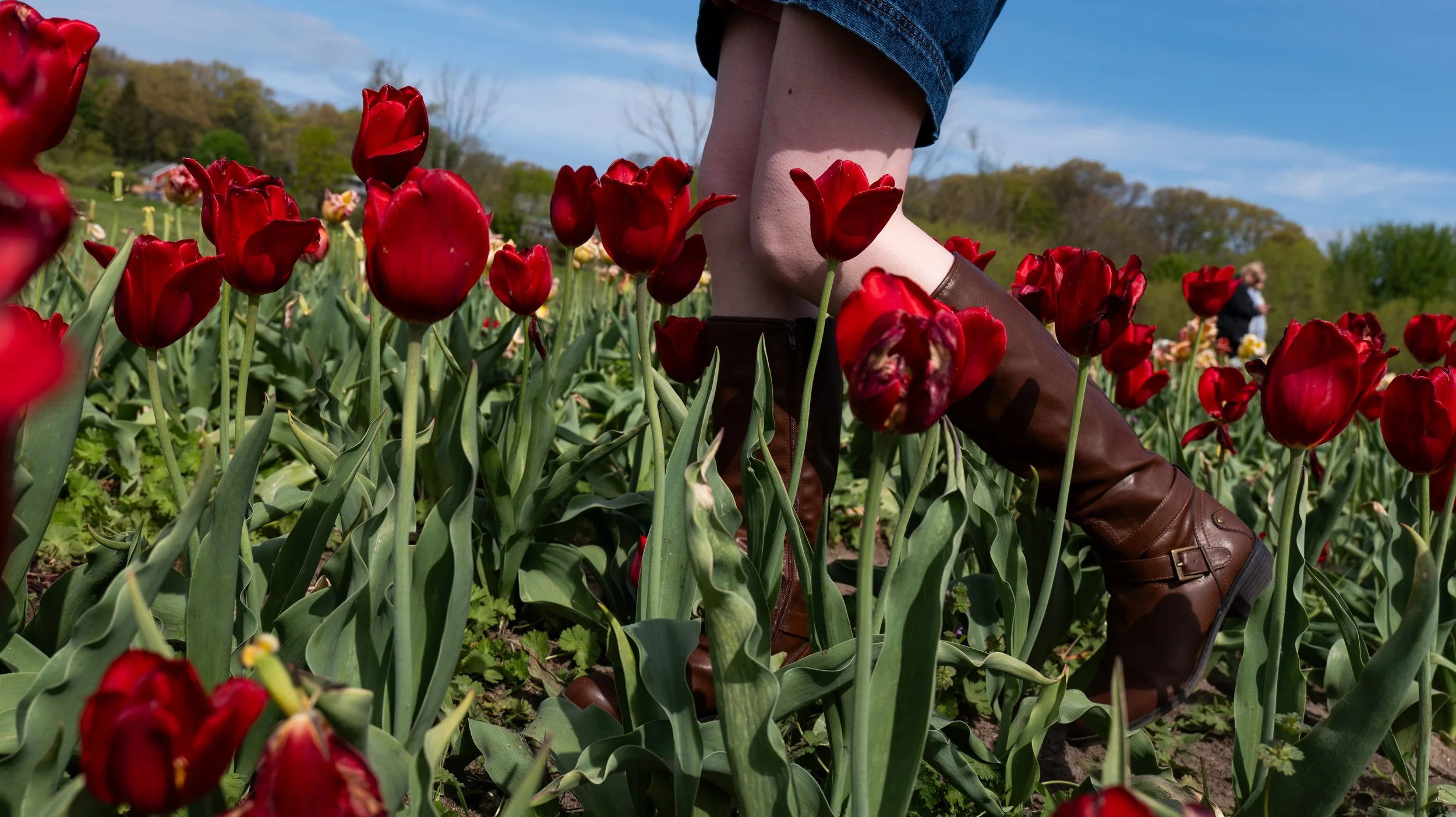 Person wearing brown boots and denim shorts walking among red tulips in a garden during the daytime.