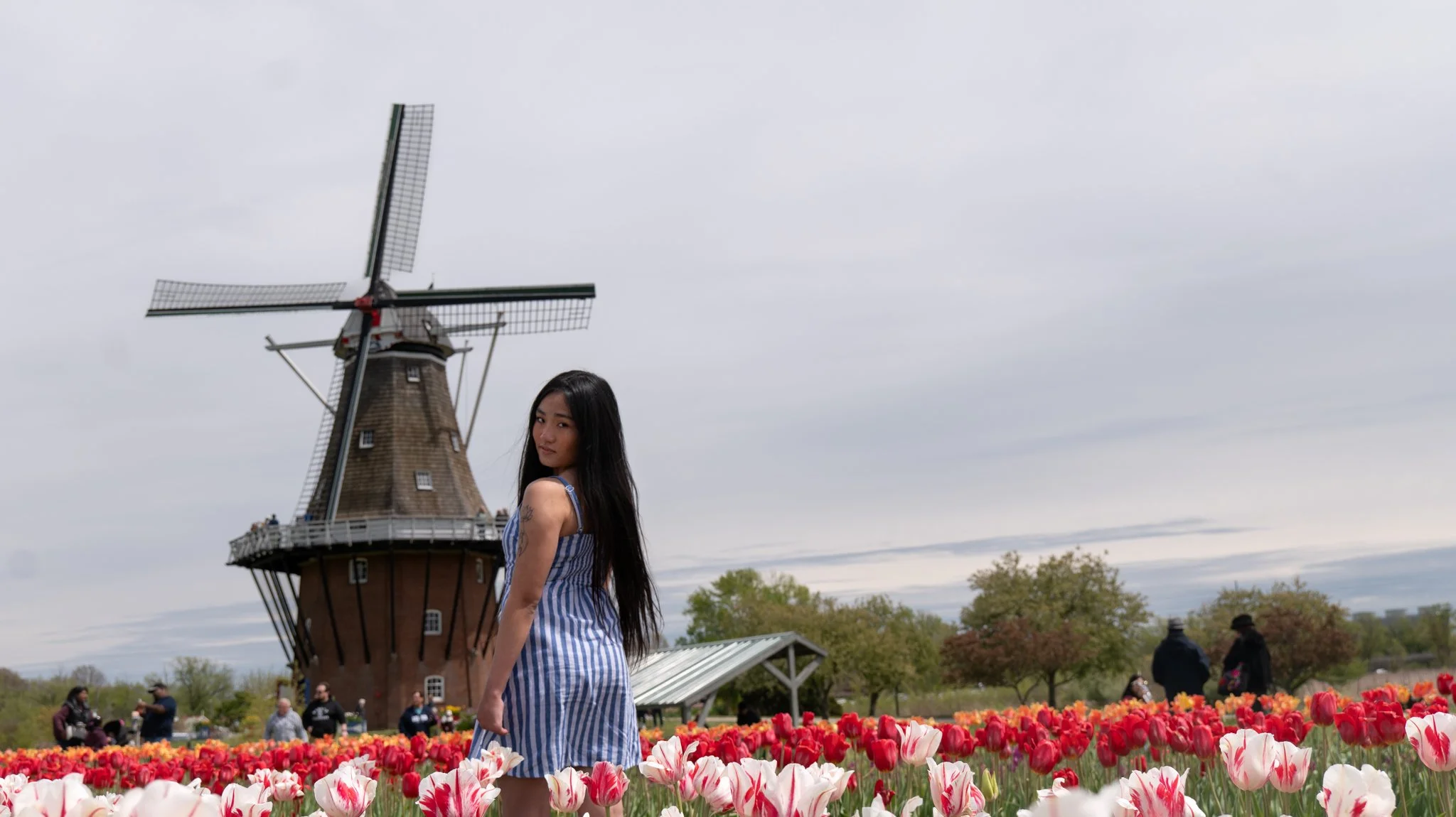 A woman with long dark hair wearing a blue and white striped dress standing among red and white tulips in front of a traditional Dutch windmill under a cloudy sky.