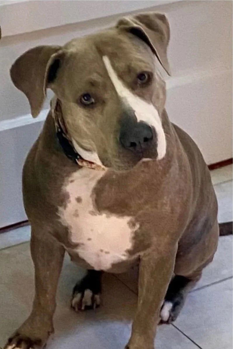 A brown and white dog sitting on a tiled floor indoors, looking at the camera.