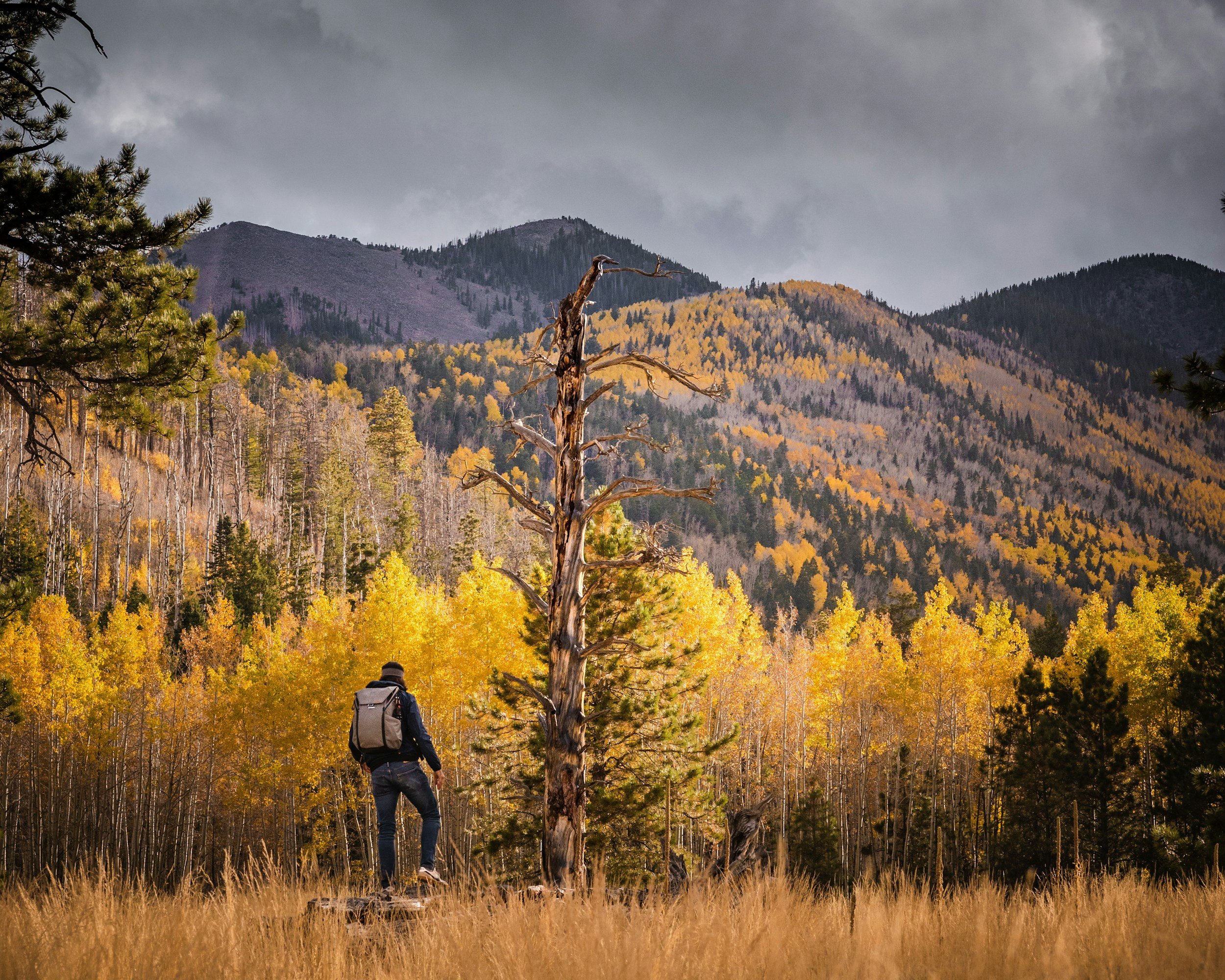 A person with a backpack hiking in a forest during autumn, with mountains in the background under cloudy skies.