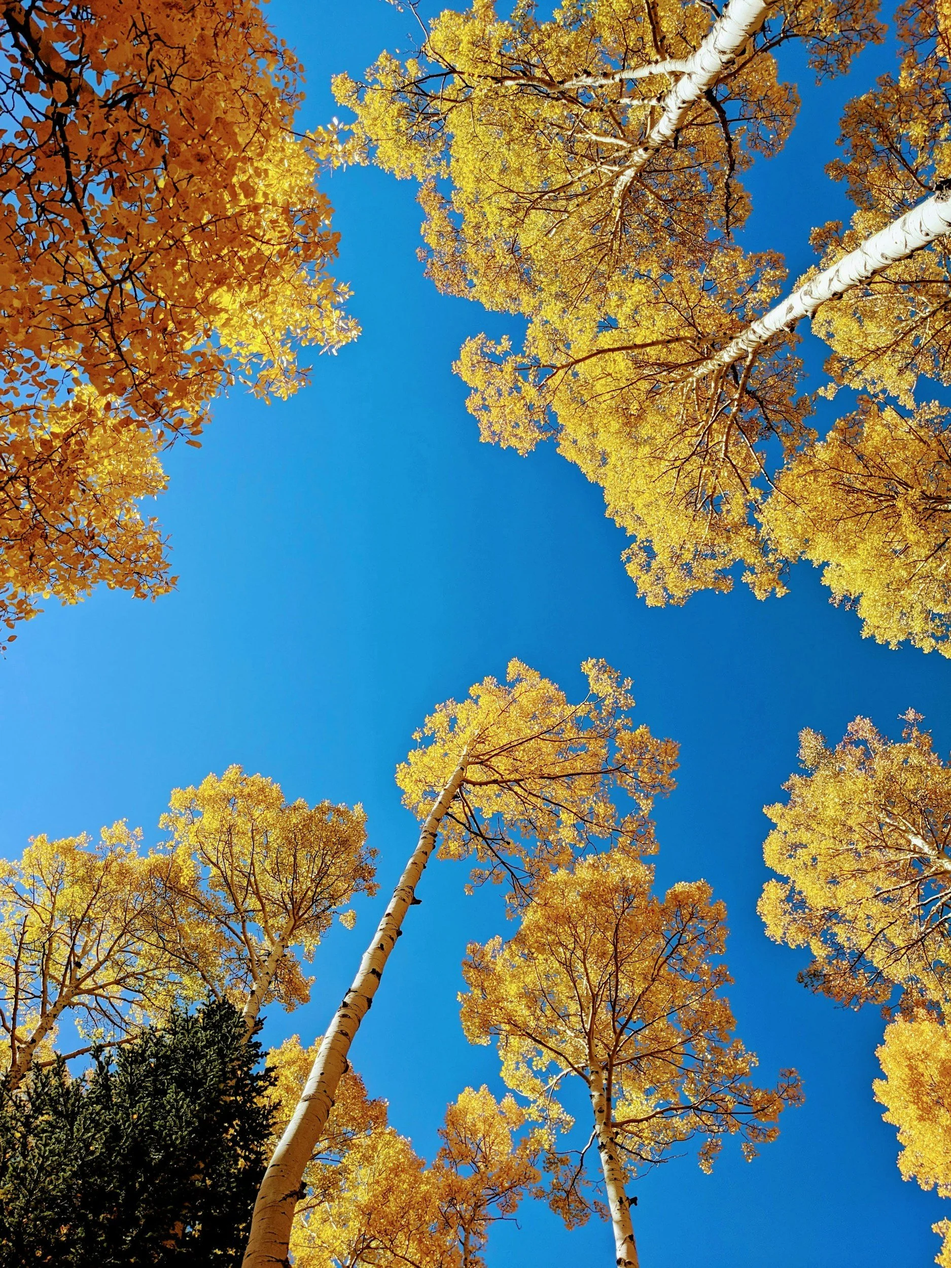 Tall trees with yellow and orange leaves against a bright blue sky during autumn.