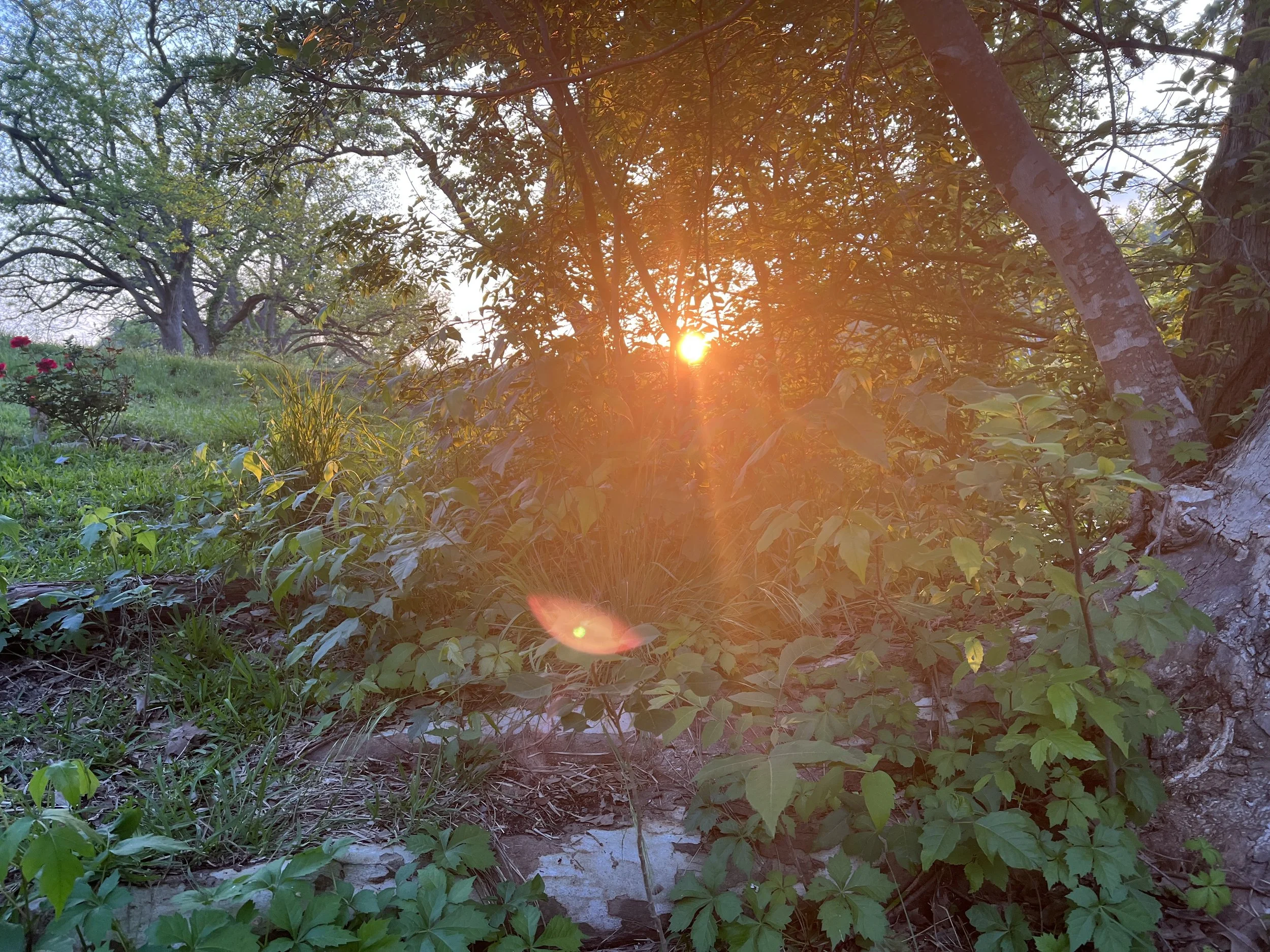 ___ IMG_0539.JPG.JPG
