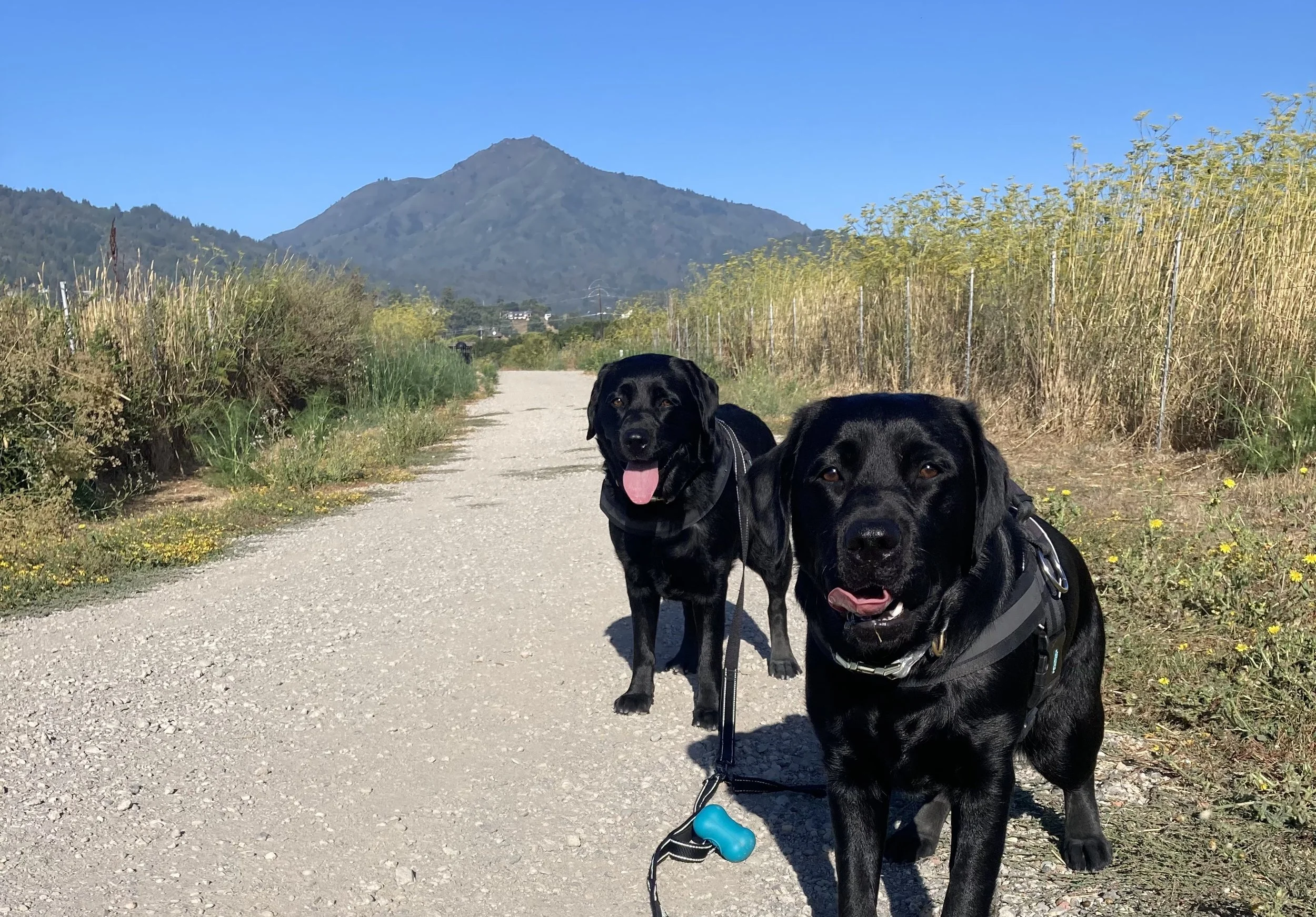 MAZZY &amp; BEAR