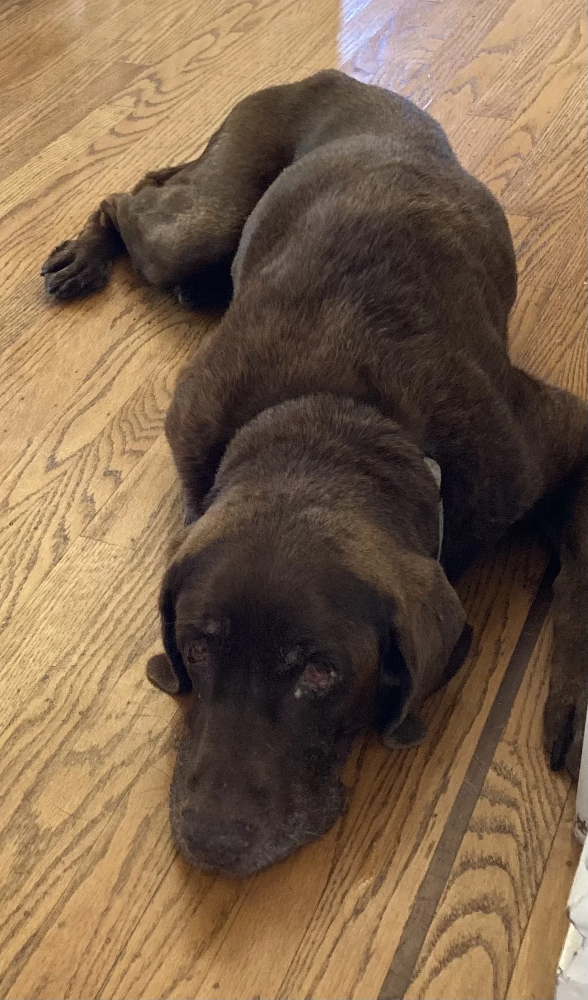 Two brown puppies lying on a wooden floor, one puppy with its head down and one puppy curled up and sleeping.