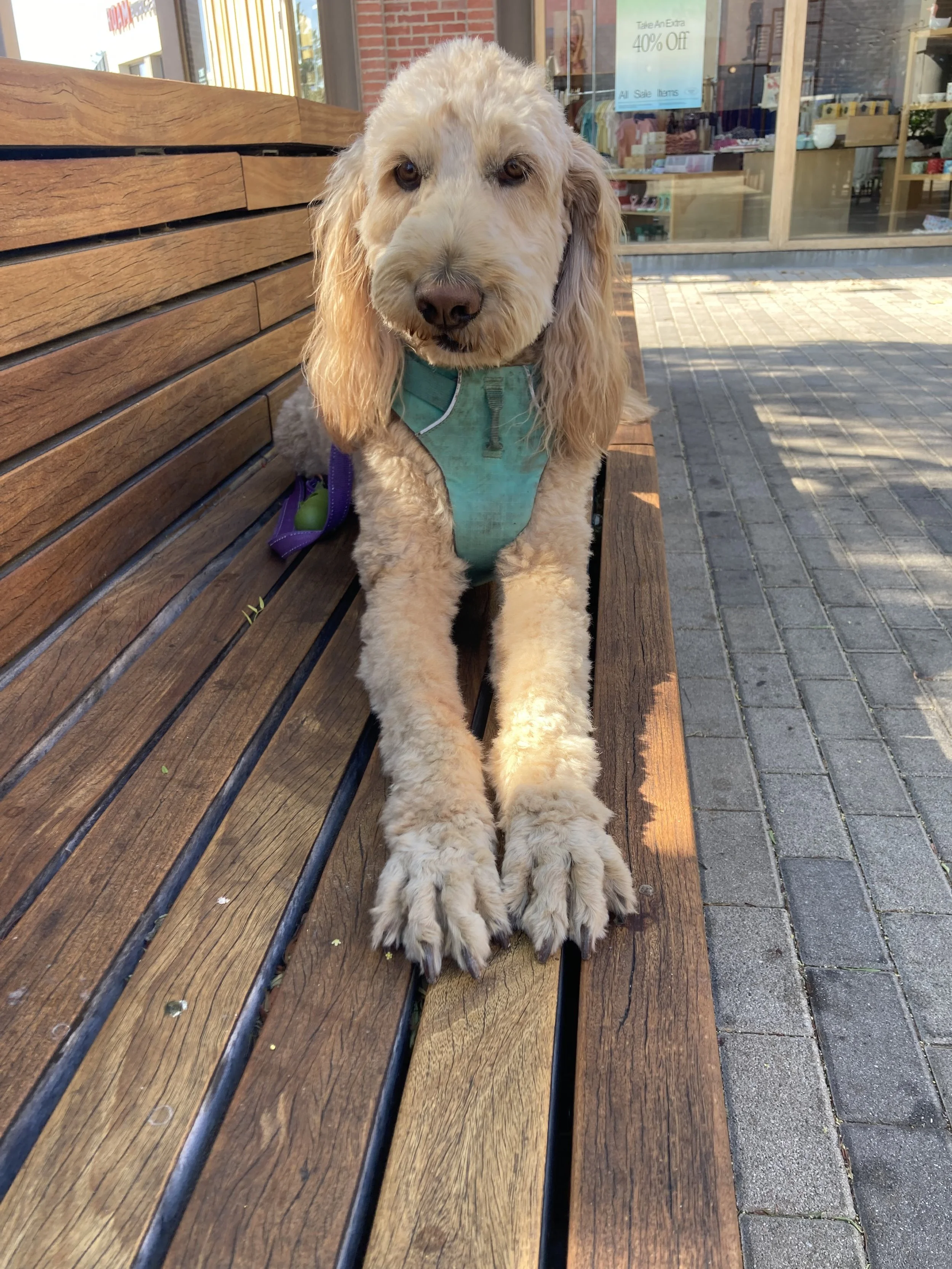 A golden retriever dog with long ears sitting on a wooden bench outside a store with a glass window and a sign offering 40% off.