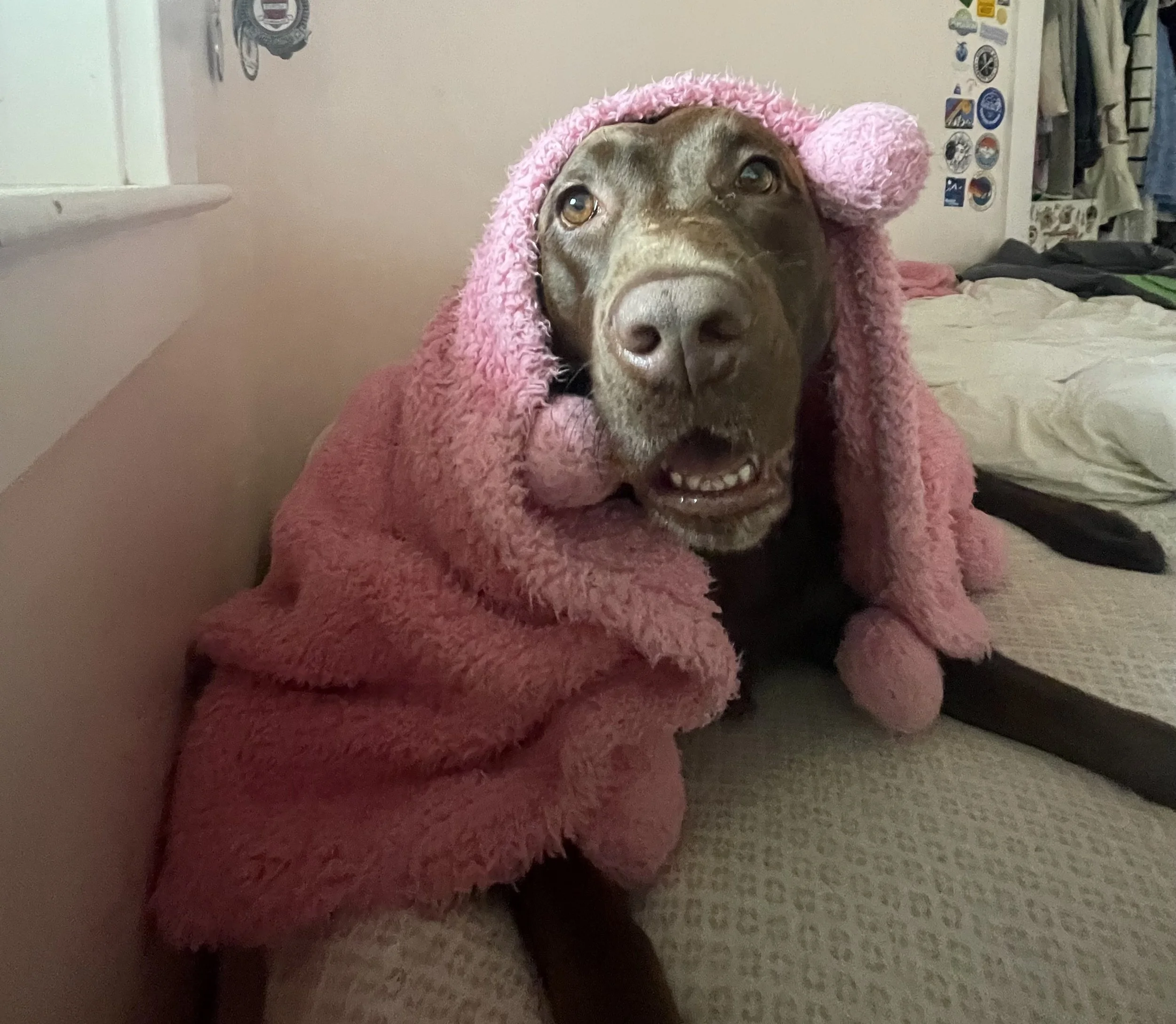 A brown dog wearing a pink, fluffy hat and blanket, sitting on a bed with sticker-covered walls in the background.