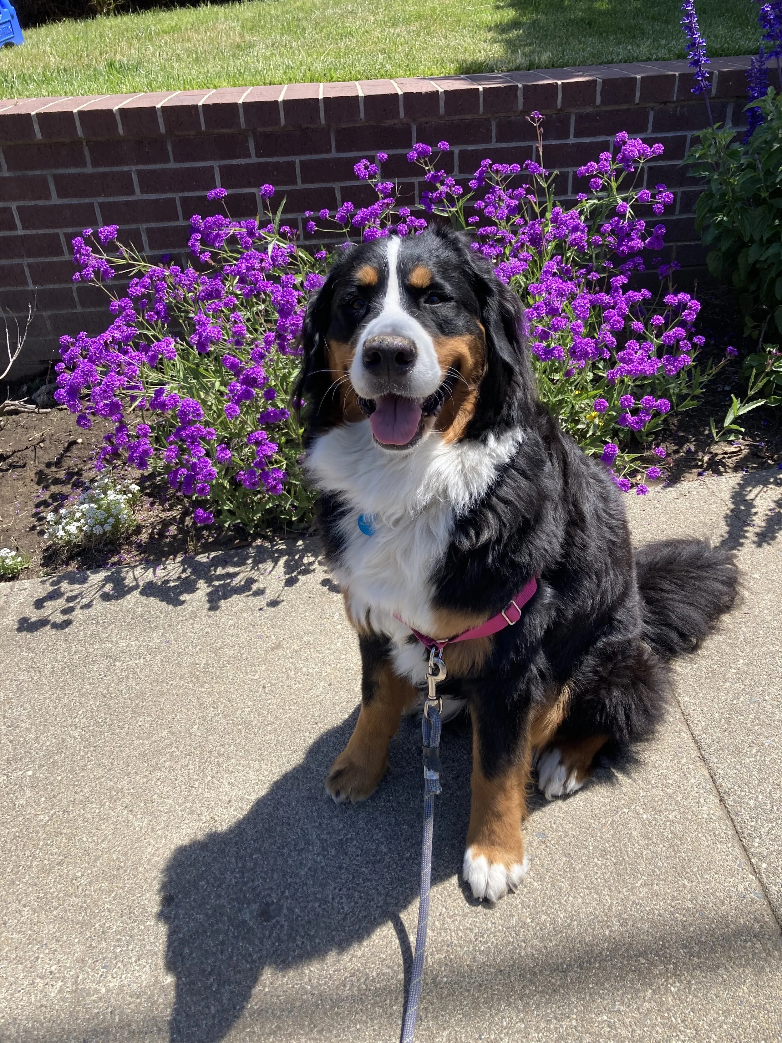 A happy Bernese Mountain Dog sitting on a sidewalk in front of a flower bed with purple flowers, a brick wall, and a grassy lawn.