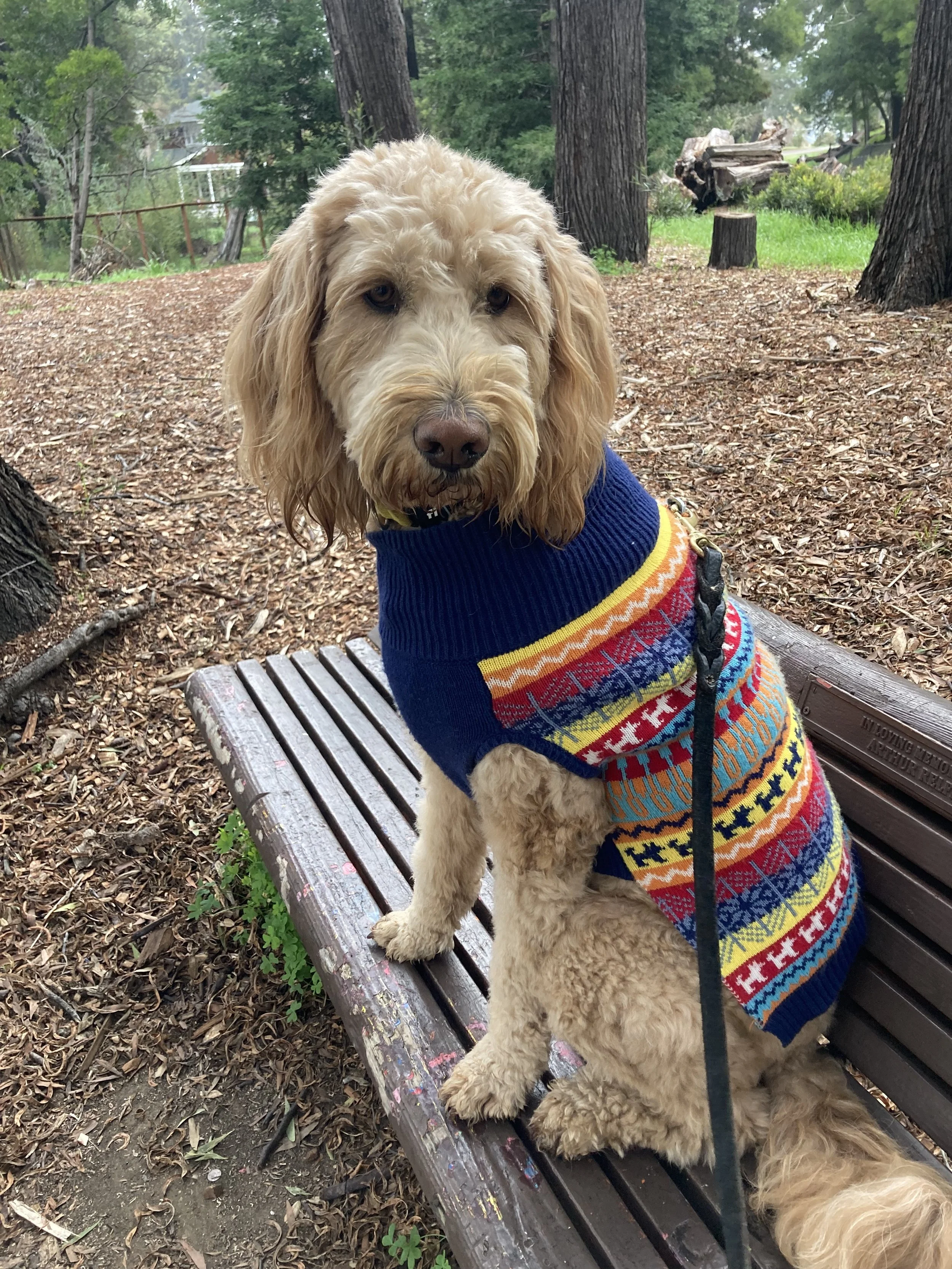 GINGER_IMG_7468.jpeg