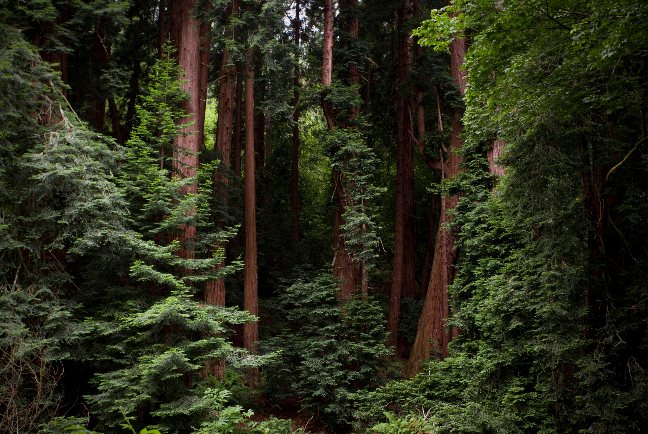 A dense forest with tall redwood trees and lush green foliage.