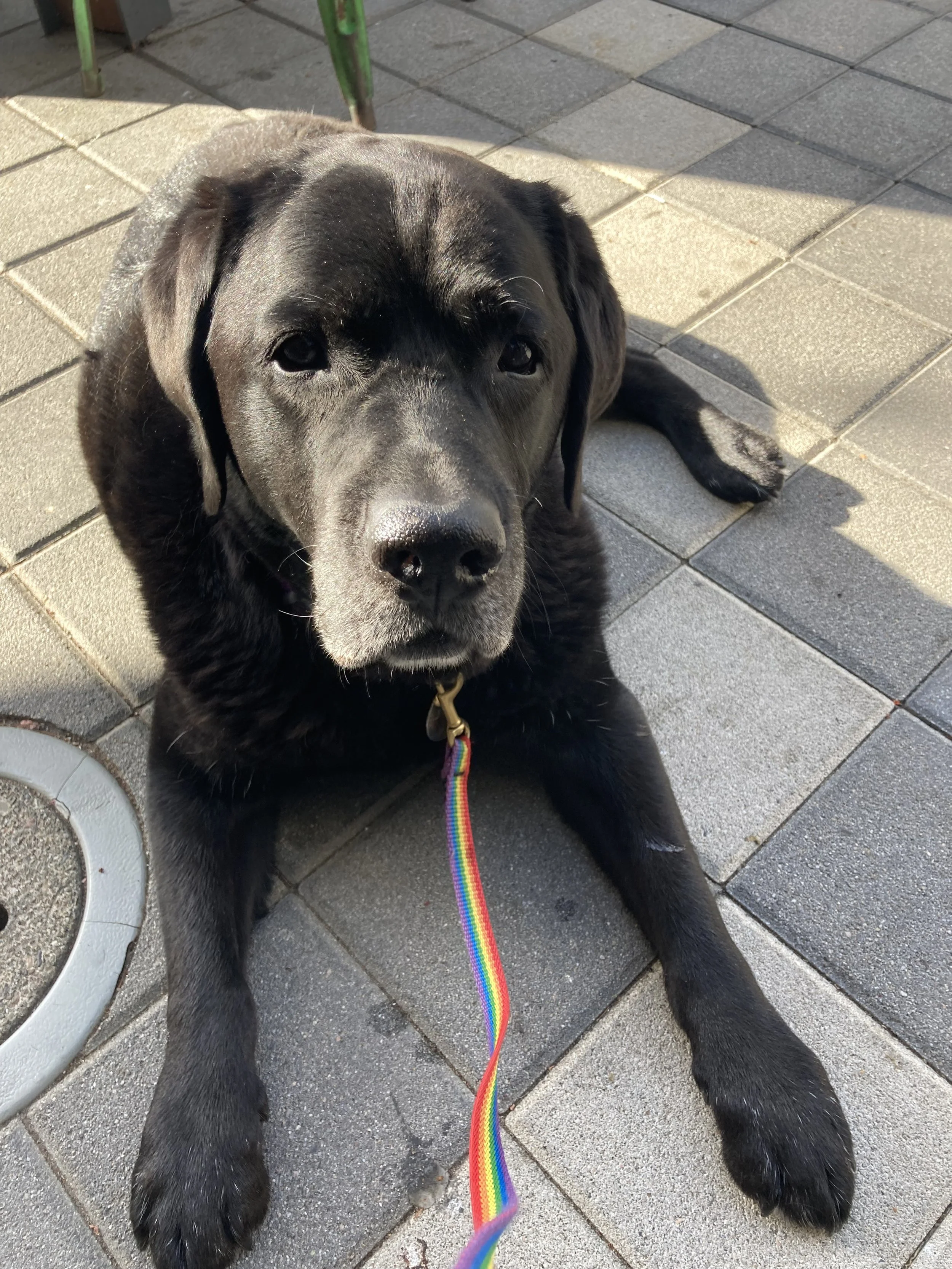 A black Labrador puppy with a rainbow-colored leash lying on a paved sidewalk, looking at the camera.
