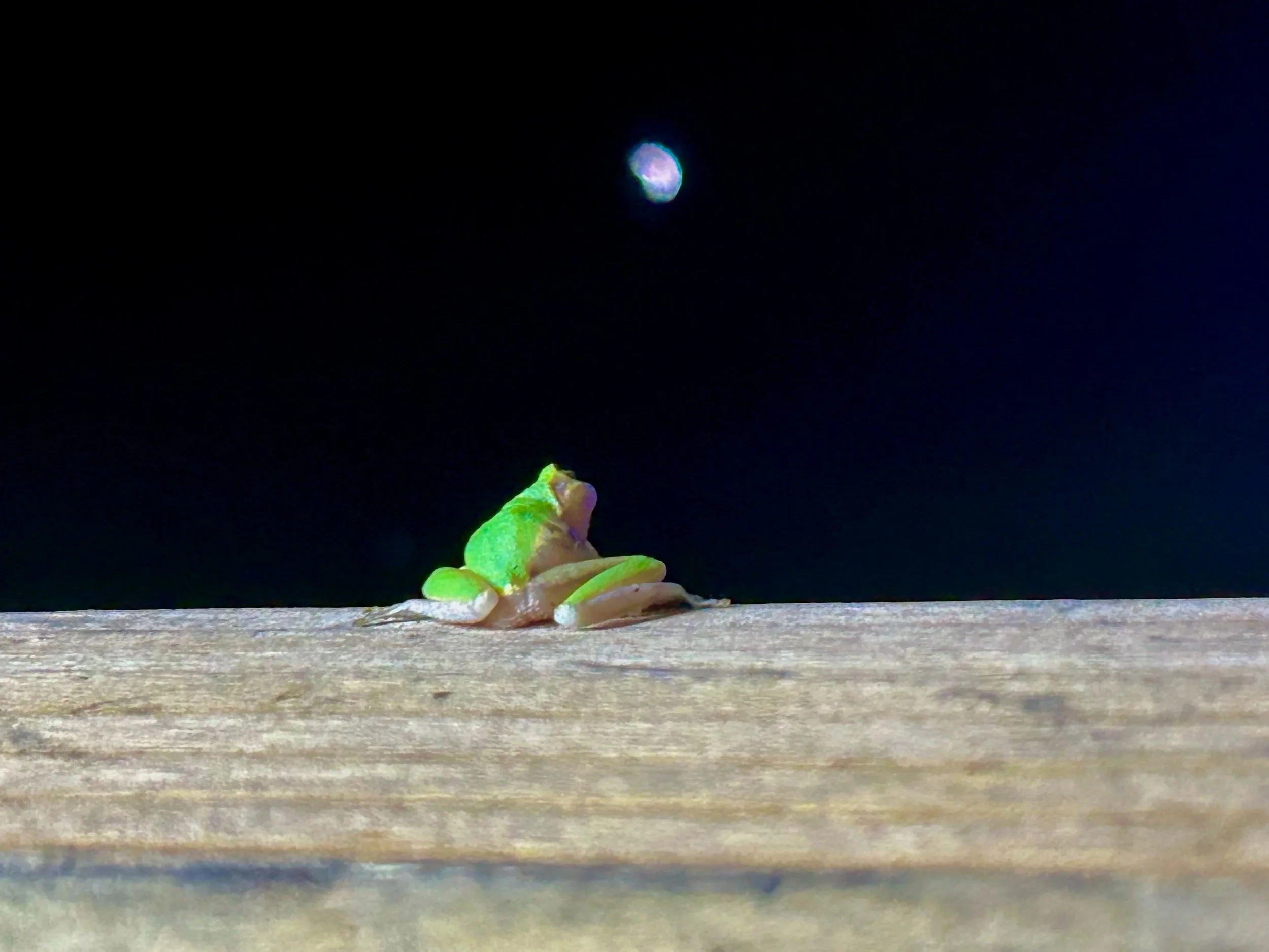 A small, green cactus likely illuminated or glowing, is placed on a textured wooden surface with a dark night sky in the background and the moon visible in the sky.