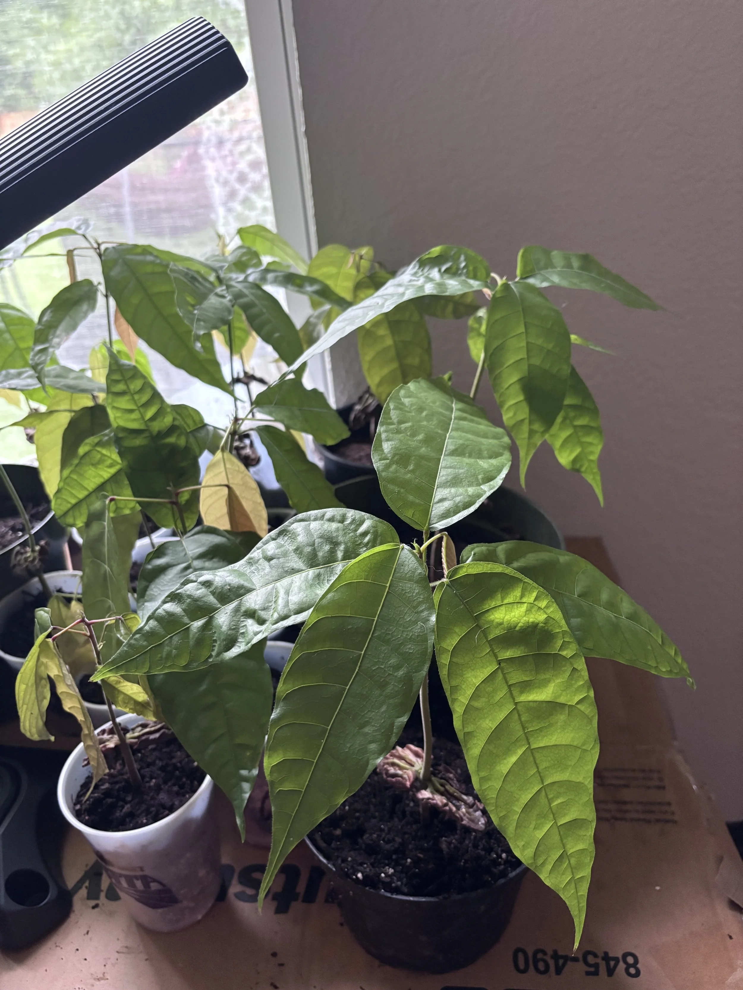 Trinitario Cacao saplings 12-18”