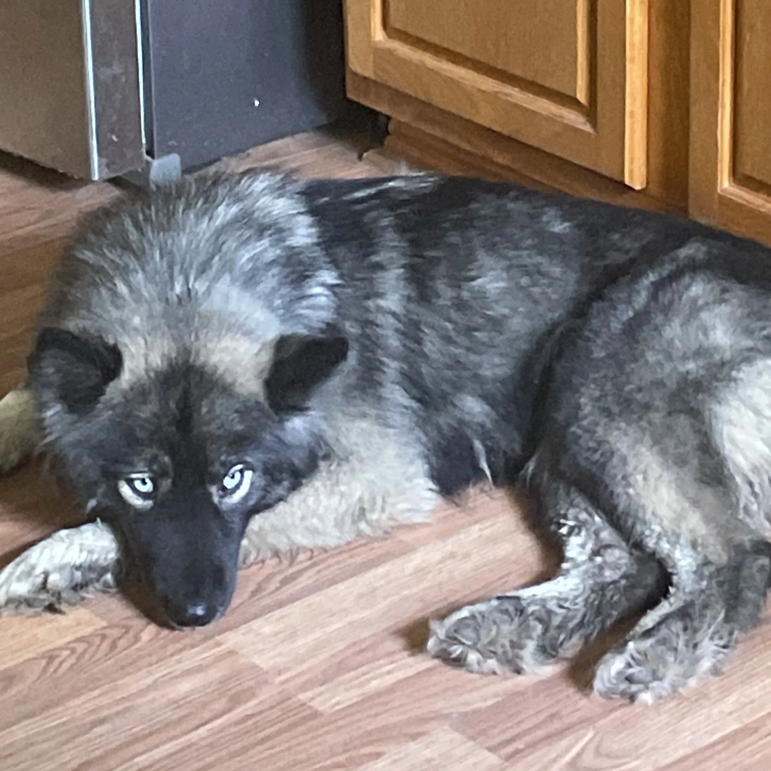 A dog lying on a hardwood floor near kitchen cabinets and a refrigerator, with bright blue eyes visible.