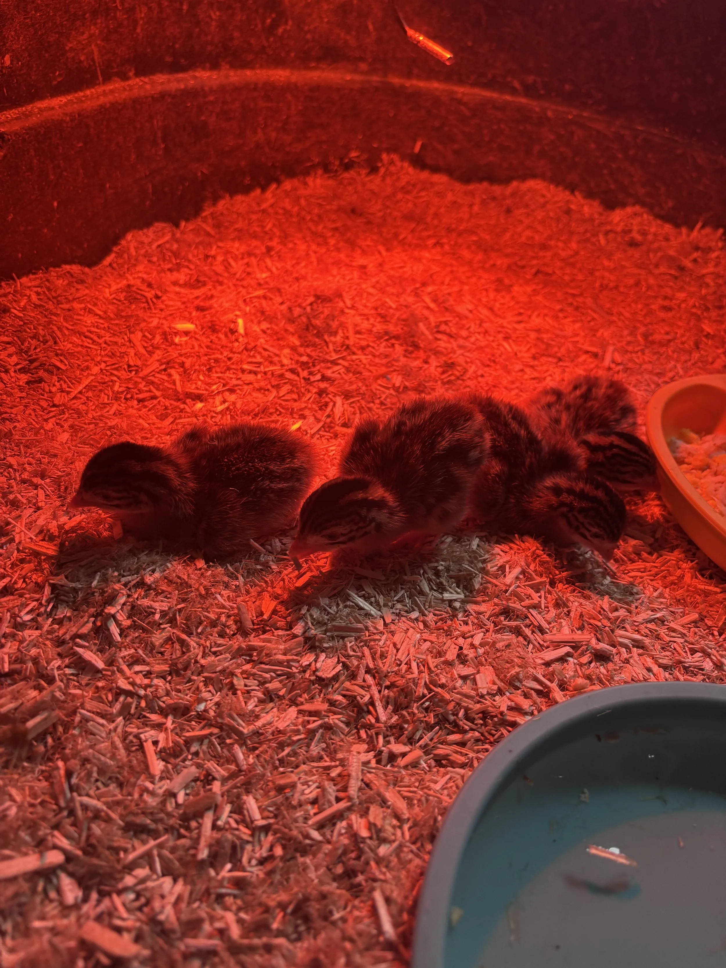 Guinea keets.jpeg