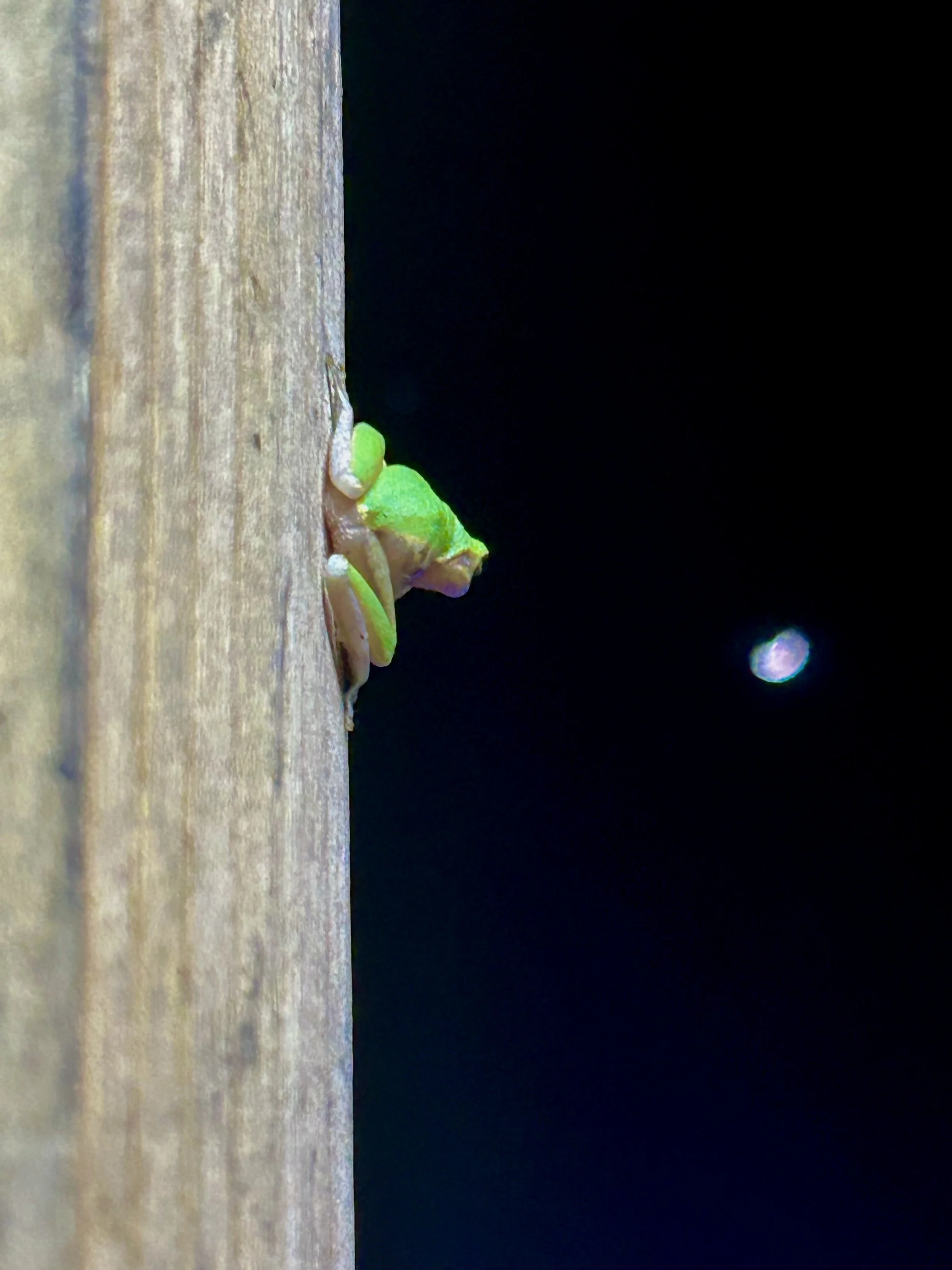 A small green frog sitting on a piece of wood at night, with a dark sky and bright moon in the background.